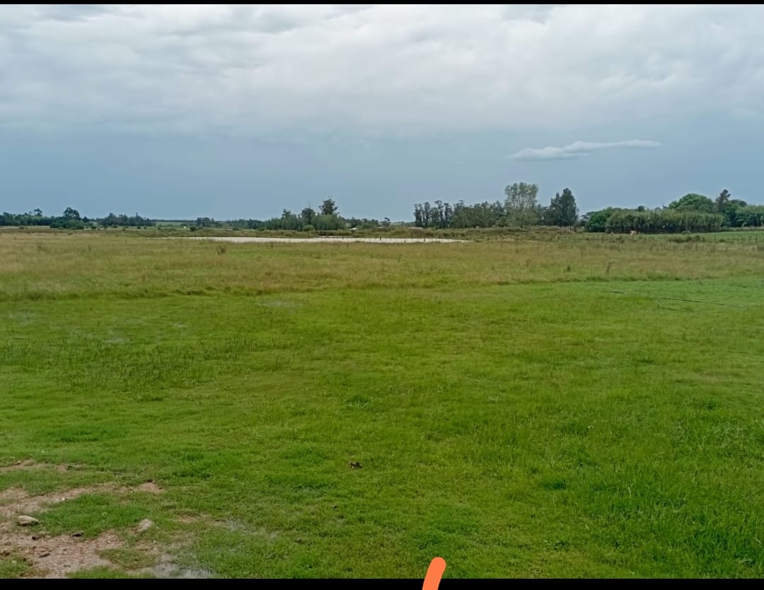 CAMPO 4 HECTAREAS 